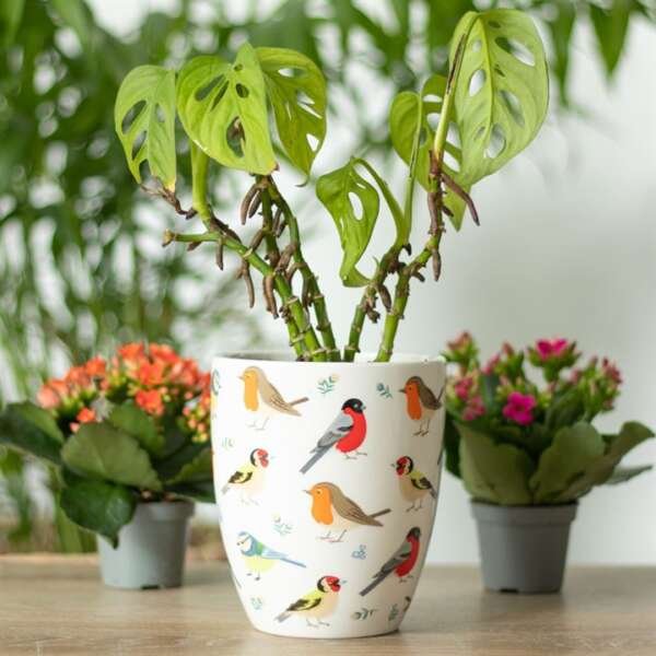 British Garden Birds Ceramic Plant Pot - Image 4