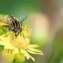 Bee Friendly to Pollinators Part 4: Hovercraft