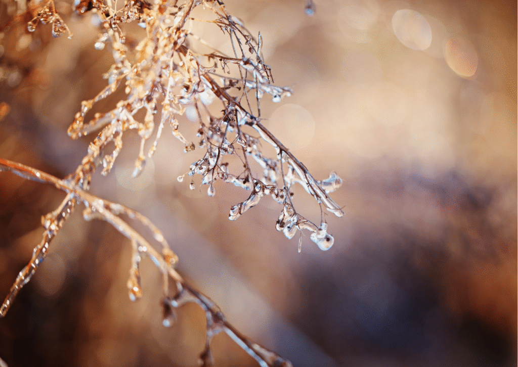 A moment of calm to journal about - notice the ice on the twigs.
