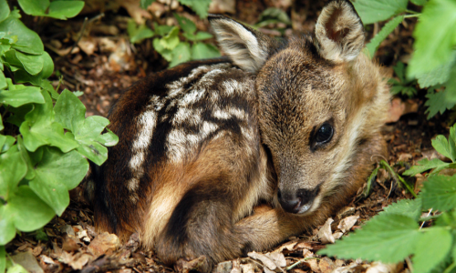 A nestling fawn.
