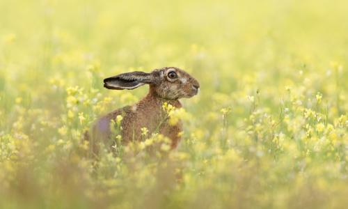 A hare in oils seed rape.