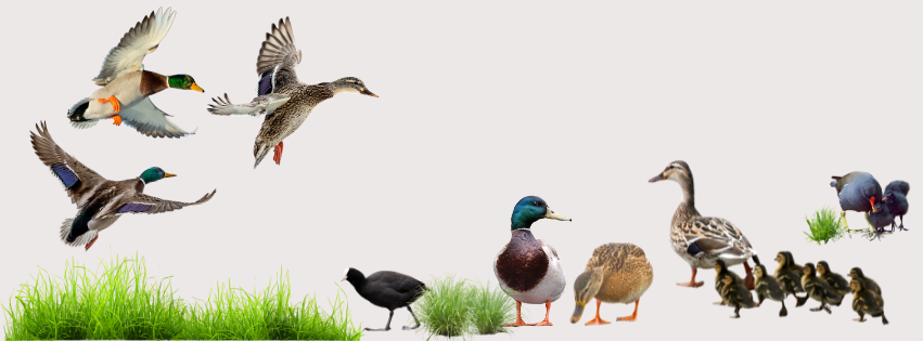 A variety of wildfowl, mallards, moorhens and coot.