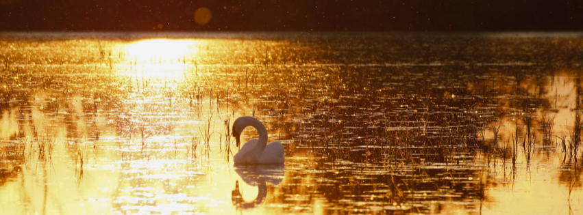 A swan on a lake at sunrise.