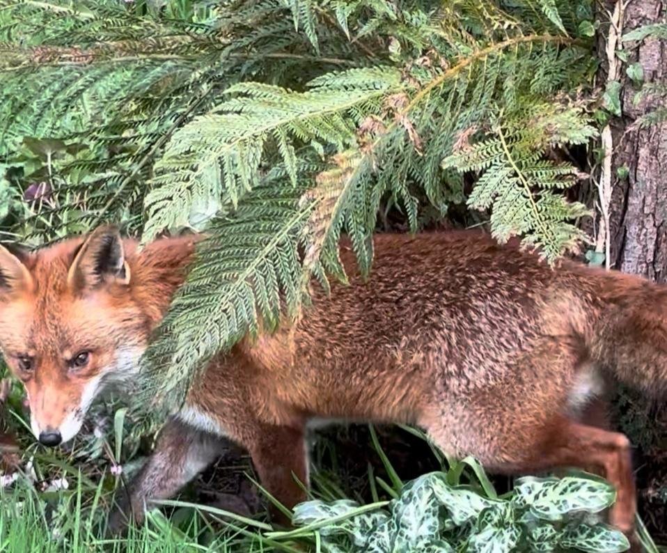 I'd just finished cutting back the lower fronds, and who should check on my work but my fox!

A red dog fox sitting in a wildlife-friendly garden in the UK