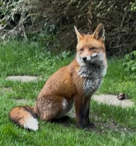Fox sitting in the garden on grass with stepping stones behind, in front of evergreen trees