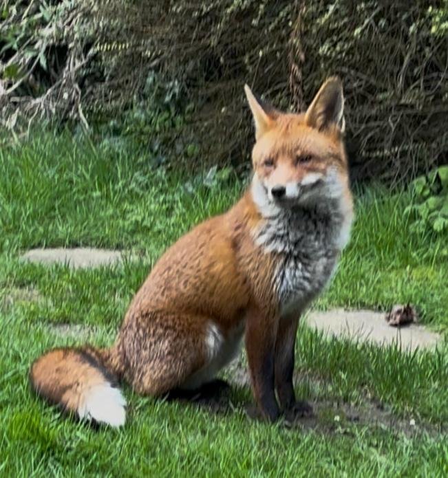 Fox sitting in the garden on grass with stepping stones behind, in front of evergreen trees