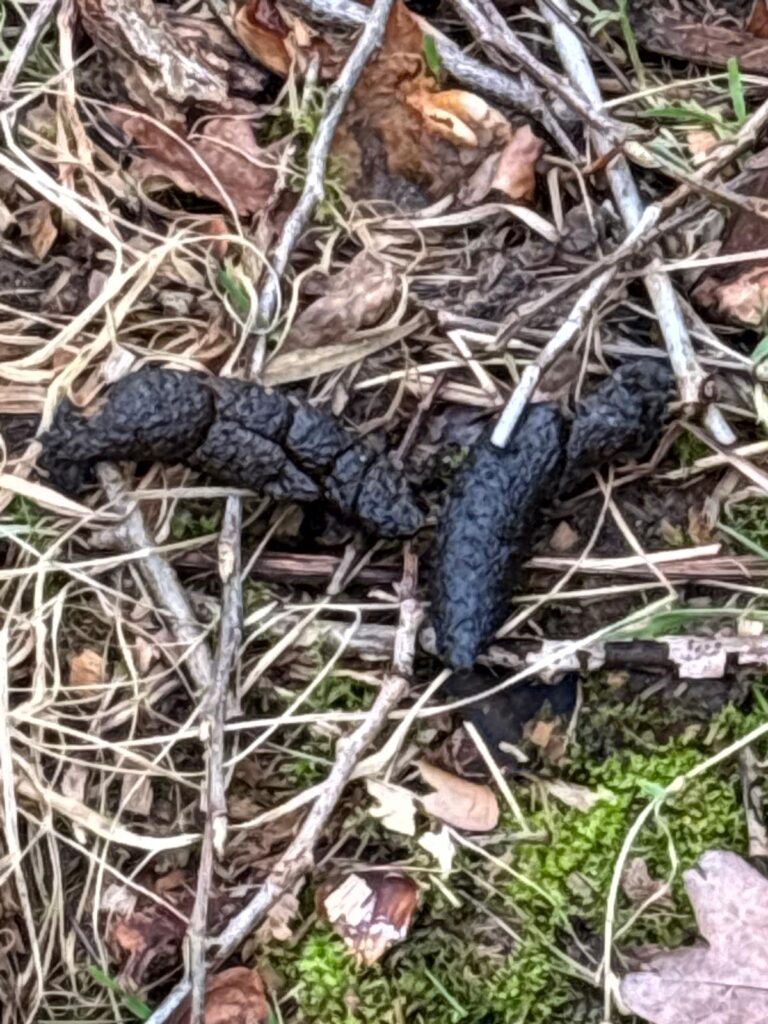 Fox poo! I hope you aren't eating you tea - sorry!