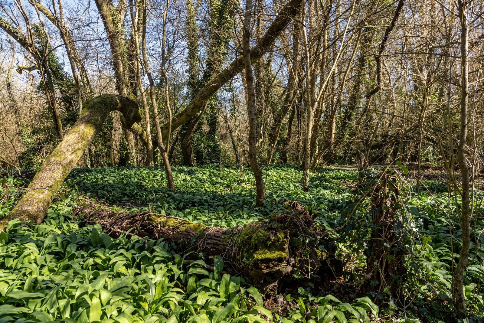 A calm forest: A space for nature to regulate the nervous system