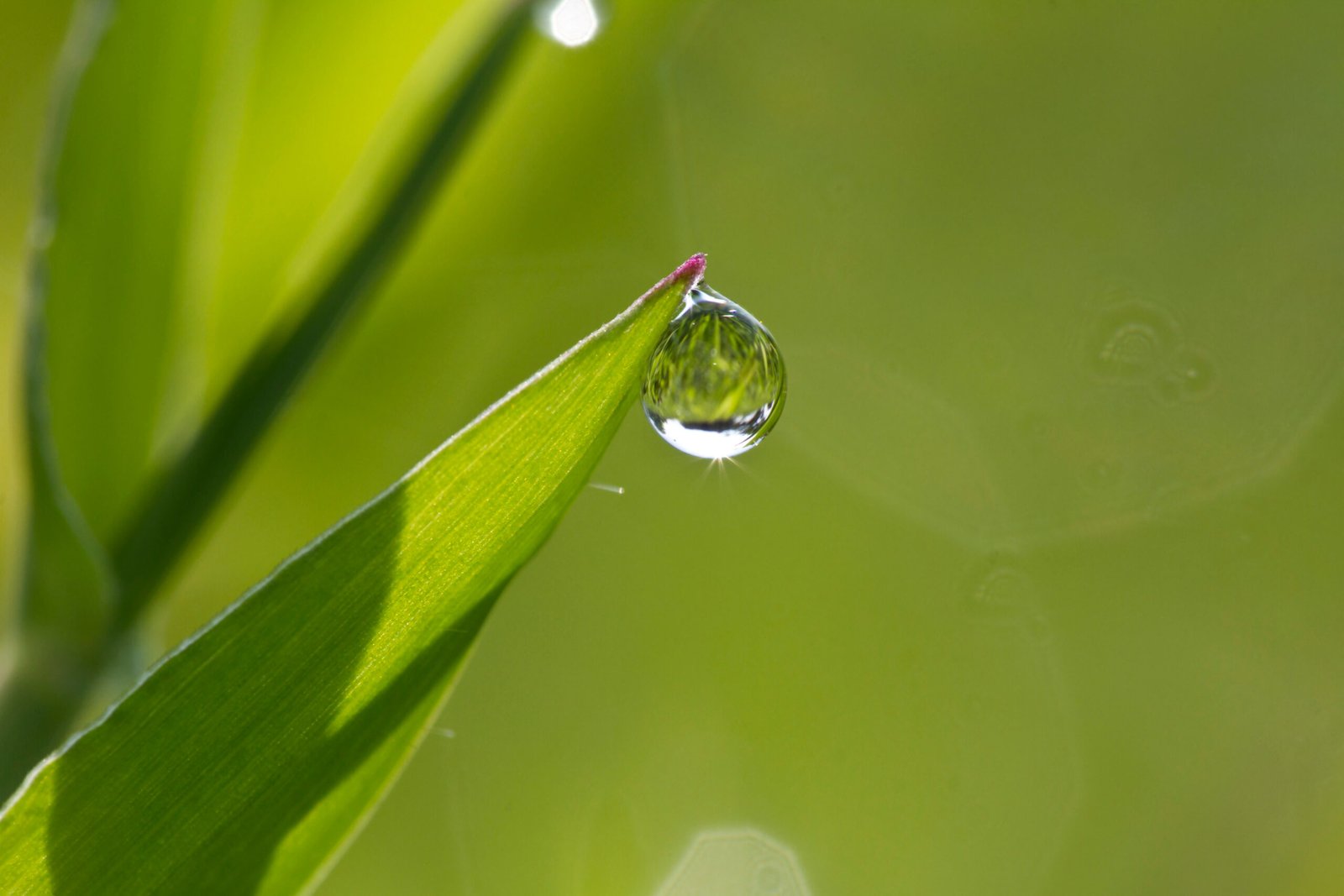 Macro shot of a single, clear dewdrop hanging from the tip of a bright green blade of grass. A quiet, minimalist nature detail for someone feeling too tired to do anything.