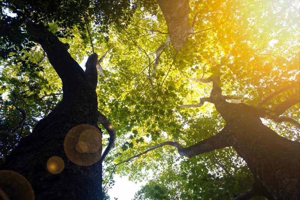 Looking up from the ground at a canopy of tall trees with sunlight filtering through green leaves. A low-effort way to experience nature and support the nervous system during exhaustion.