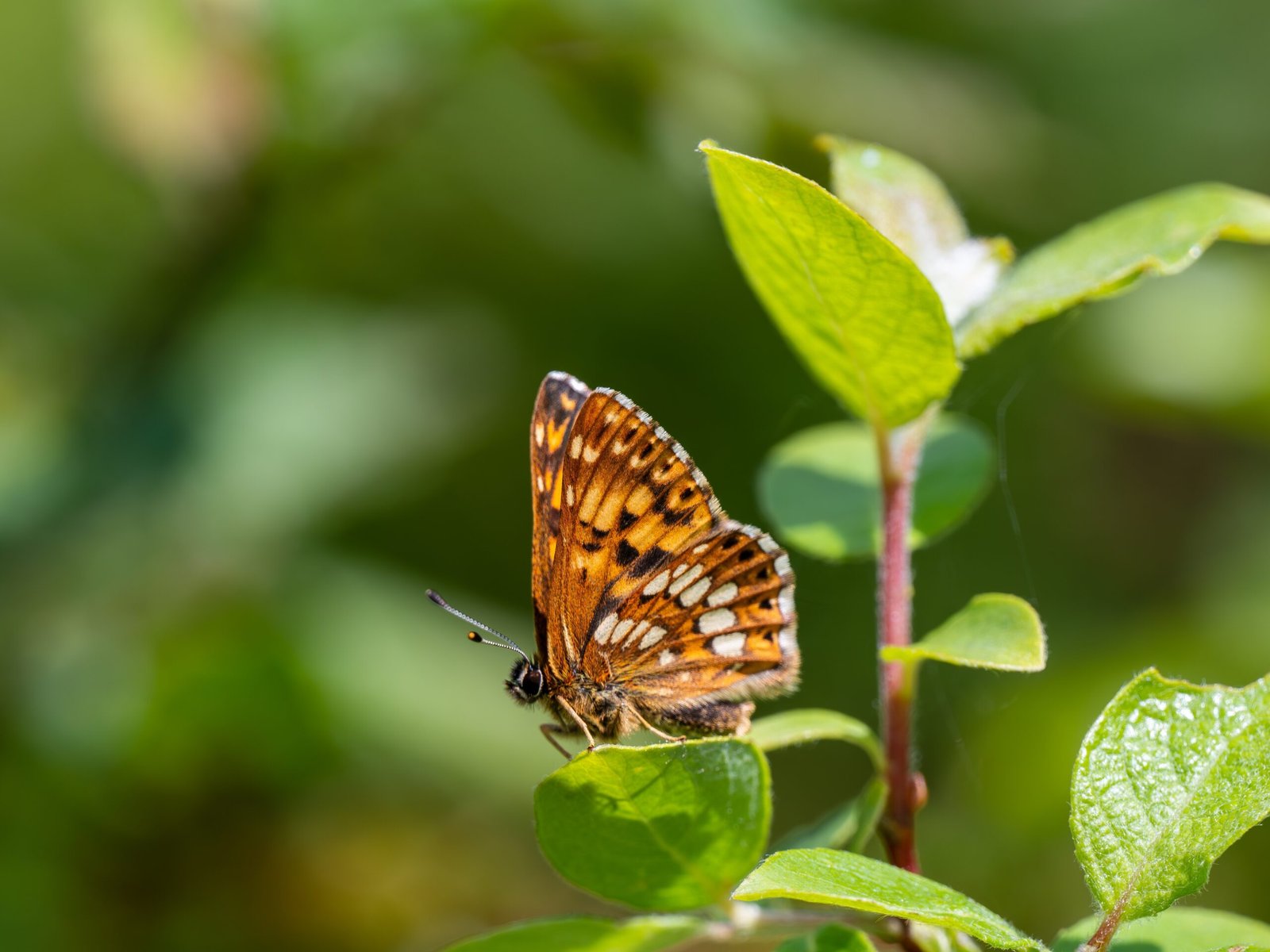 A detailed close-up of a brown and orange Duke of Burgundy butterfly with checkered patterns, resting on a bright green leaf. A serene example of gentle nature support and sensory connection for burnout and exhaustion.