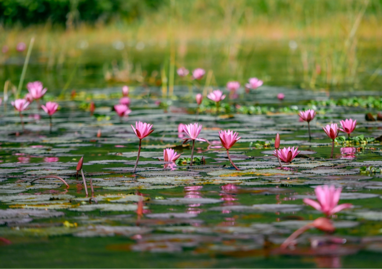 Calming pink water lilies on a pond, grasses in the backgrouns.