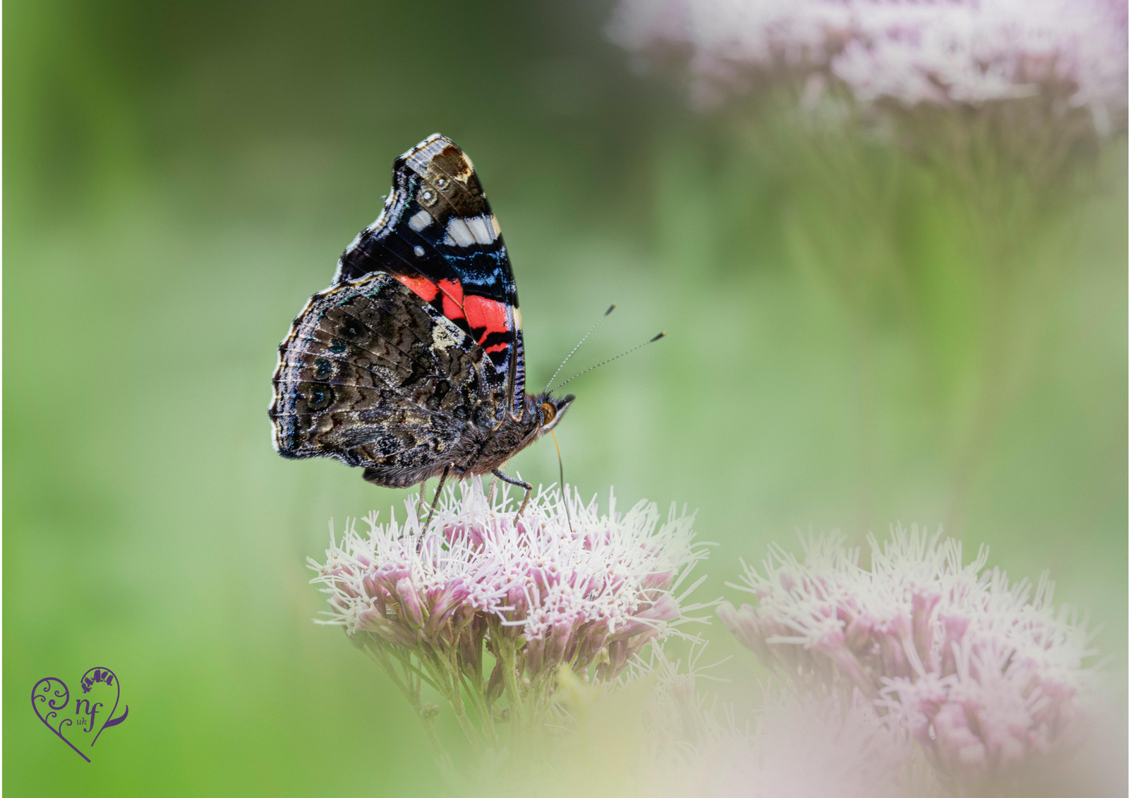Butterflies and moths: Red Admiral butterfly resting on a soft pink wild flower on a blurred green garden background.