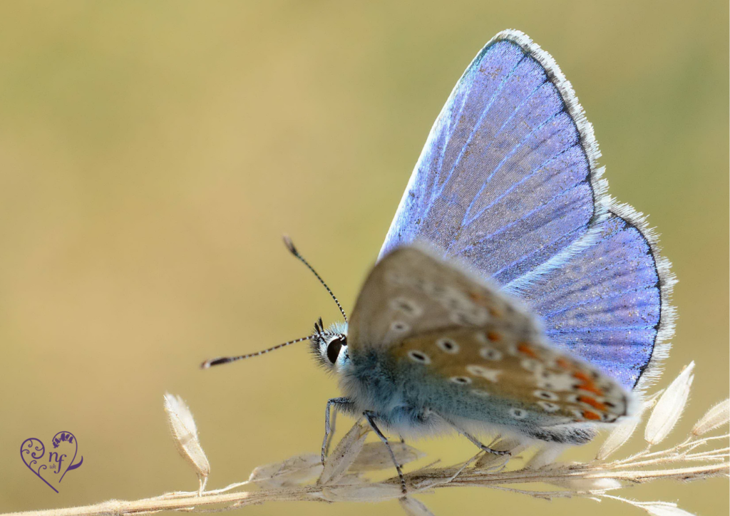 Common Blue butterfly with iridescent blue upperwings resting on a dried grass stem against a soft, sunlit background.