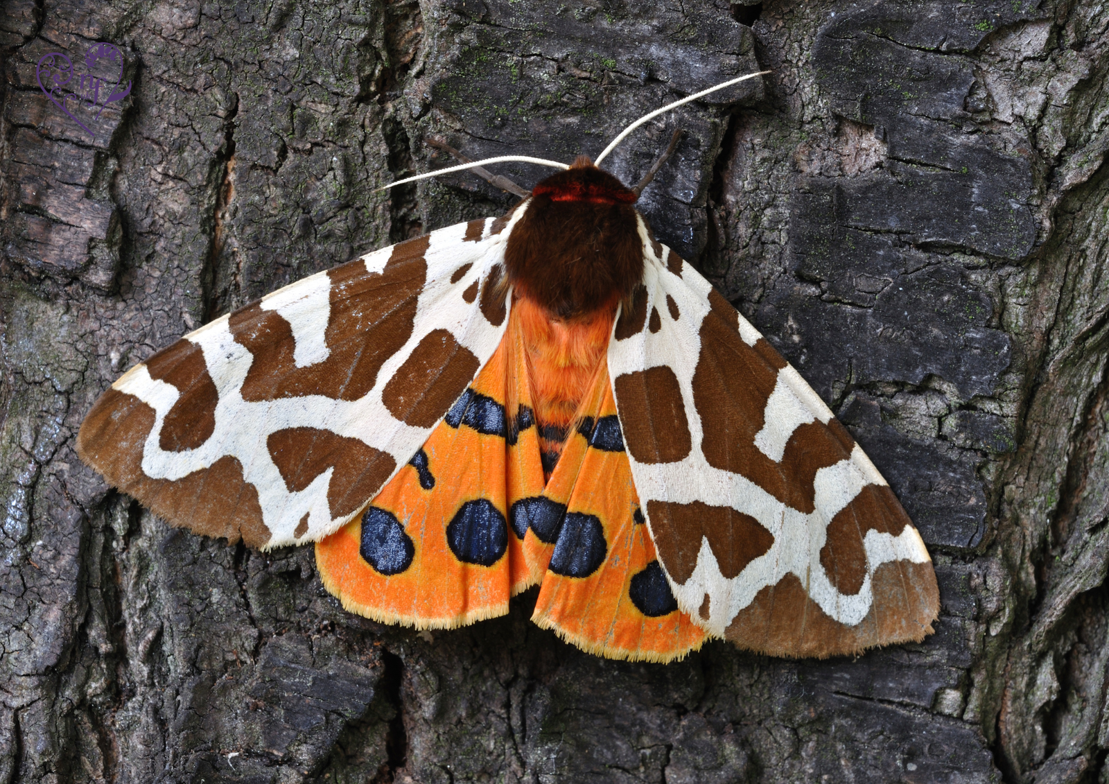 Garden Tiger moth resting on tree bark, showcasing chocolate brown and cream patterned forewings and bright orange hindwings with dark blue spots.