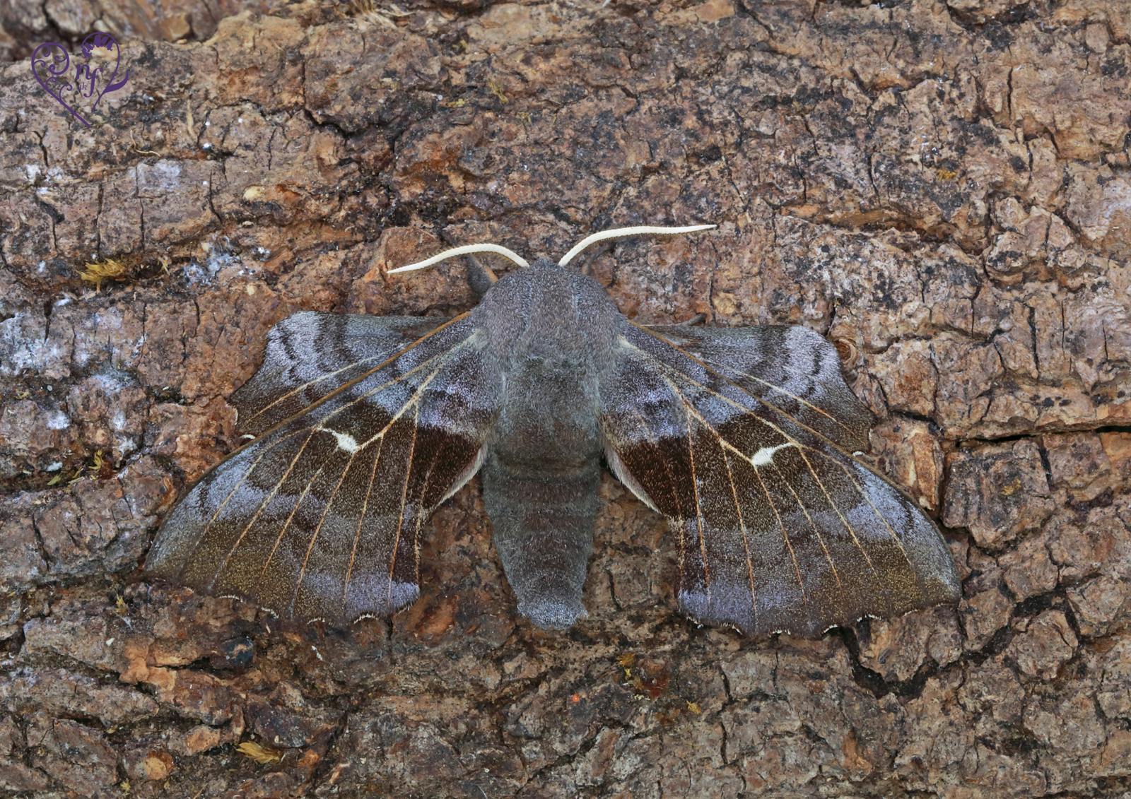 Poplar Hawk-moth camouflaged on rough tree bark, showing its sculptured grey, brown, and purple-tinged wings.