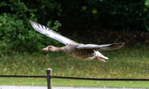 Greylag goose flying over a fence.