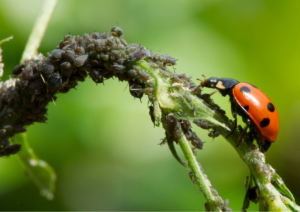 A ladybird predating aphids.