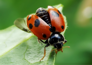 Ladybird showing elytra & wings