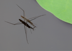 Pond skater by lily leaf