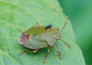 True Bug: Green shieldbug