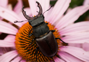 Stag beetle on pink echinacea flower
