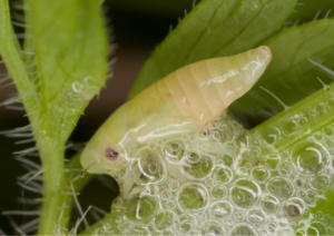 Froghopper nymph producing its protective foam