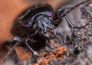 Ground beetle close up